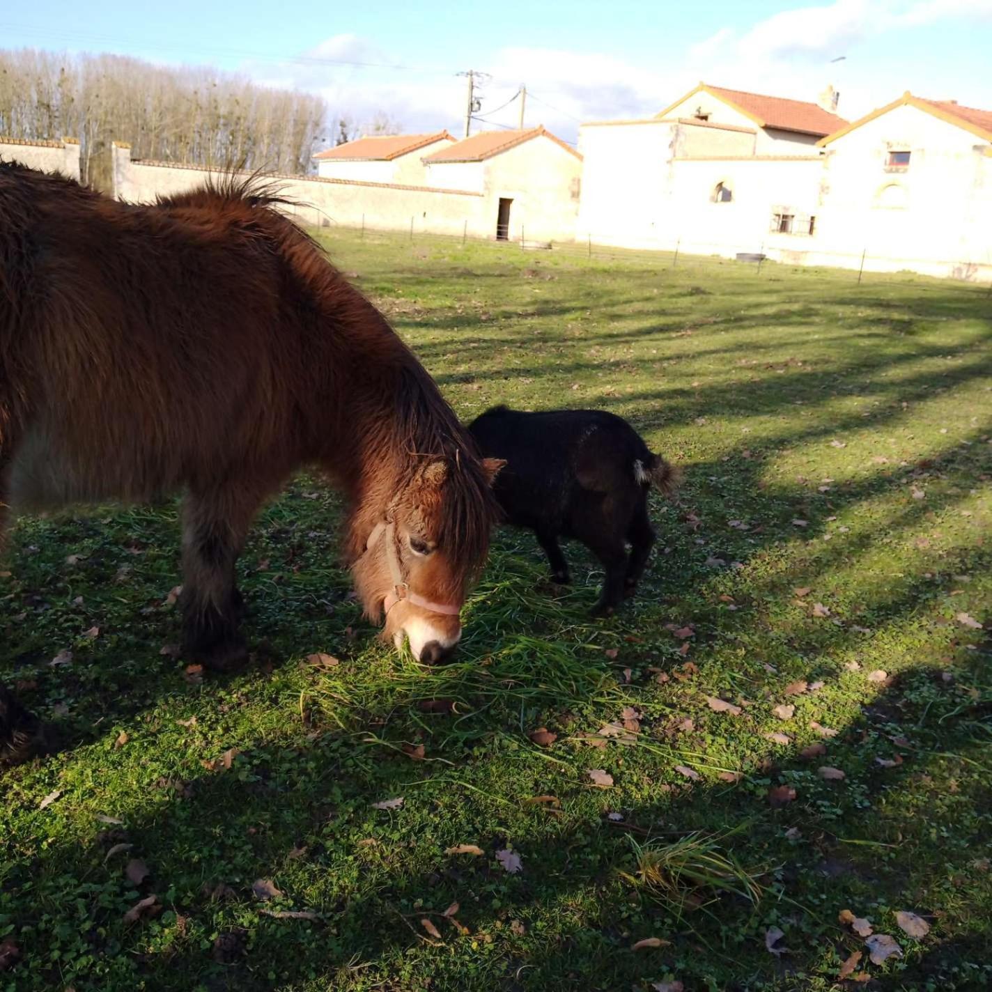 Au Repos Des Elfes Villa Braye-sous-Faye ภายนอก รูปภาพ
